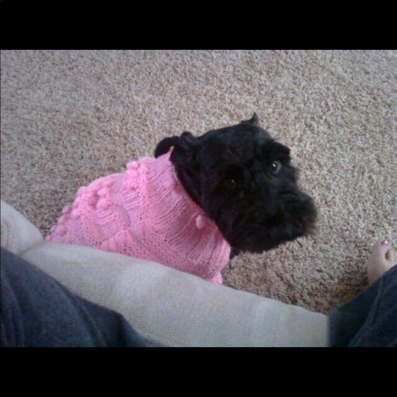 Not for sale— most of my pets, some who have passed over the Rainbow Bridge. 🥹 - Picture 6 of 16